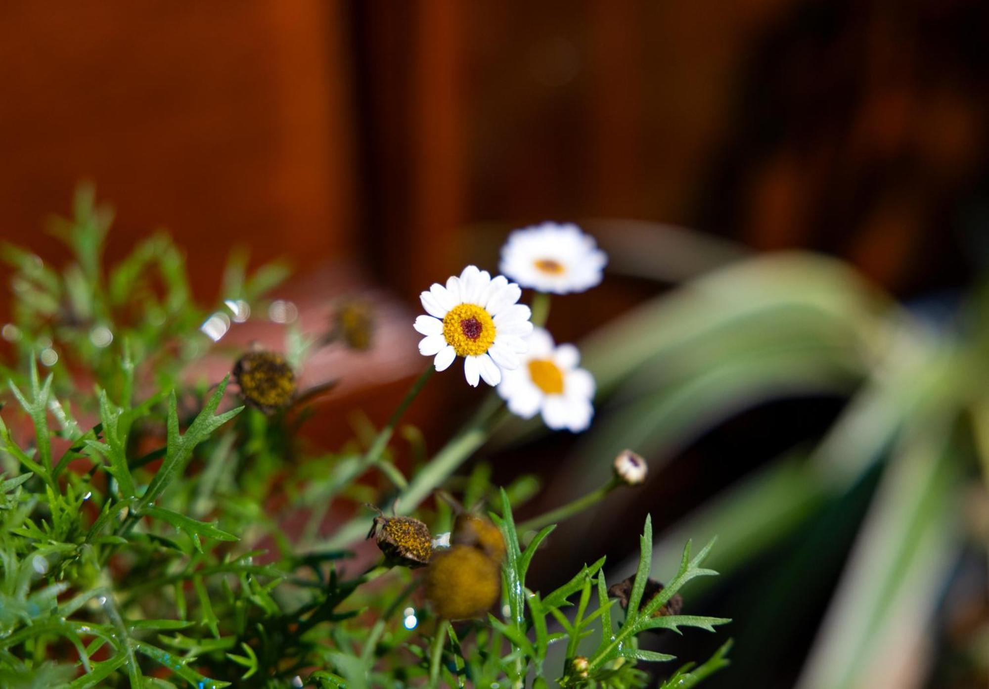 Sapa Tt Homestay 外观 照片